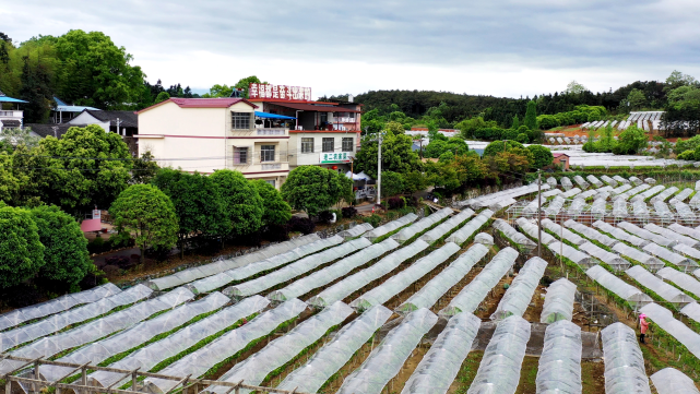 毛竹山村村容村貌(央广网发 何俊儒 摄)近年来,毛竹山村一鼓作气,大力