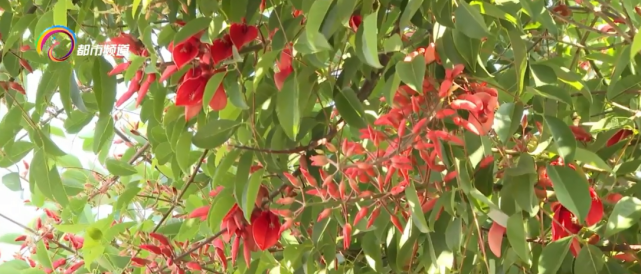 最美人间四月天省内多地花开正盛 文山 兜兰 玉白顶 砚山 红河 自然保护区