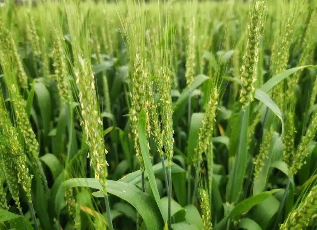 氨基酸水溶肥和磷酸二氢钾有啥区别?哪个比较好?老农告诉你答案