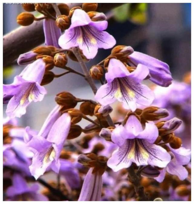 老人常说栽下梧桐树引得凤凰来真的那么神奇