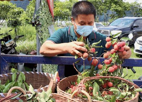 从化荔枝蜜为了它名作家杨朔五年磨一剑