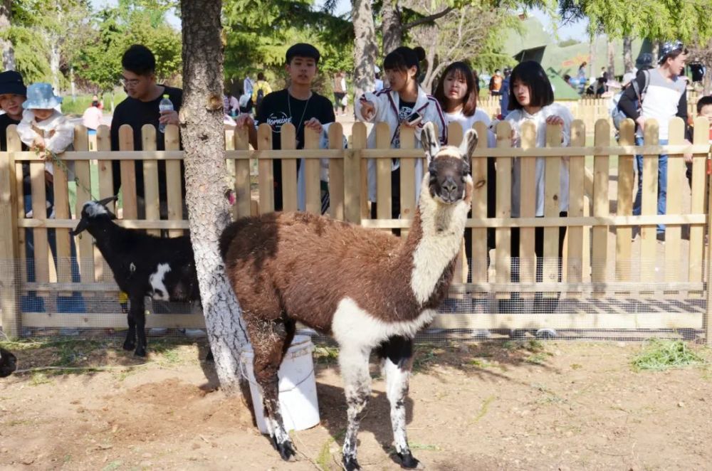 不僅能徜徉在山水中還有一個動物王國青山秀水景區不僅風光秀美動物園