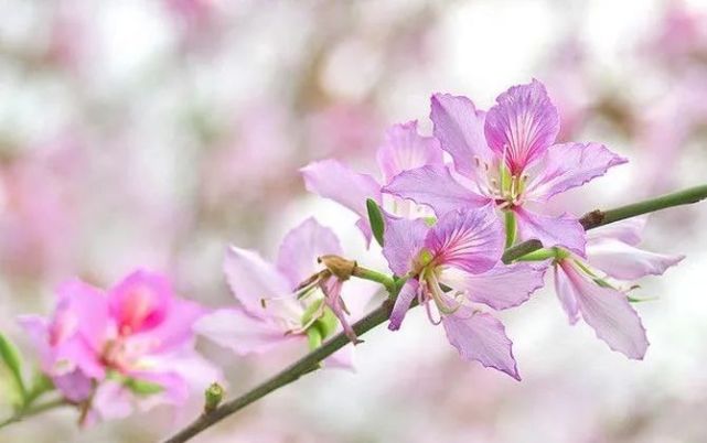 此季,花期剛好,滿園盛開的紫荊花不禁讓人覺得如入仙境,流連忘返.