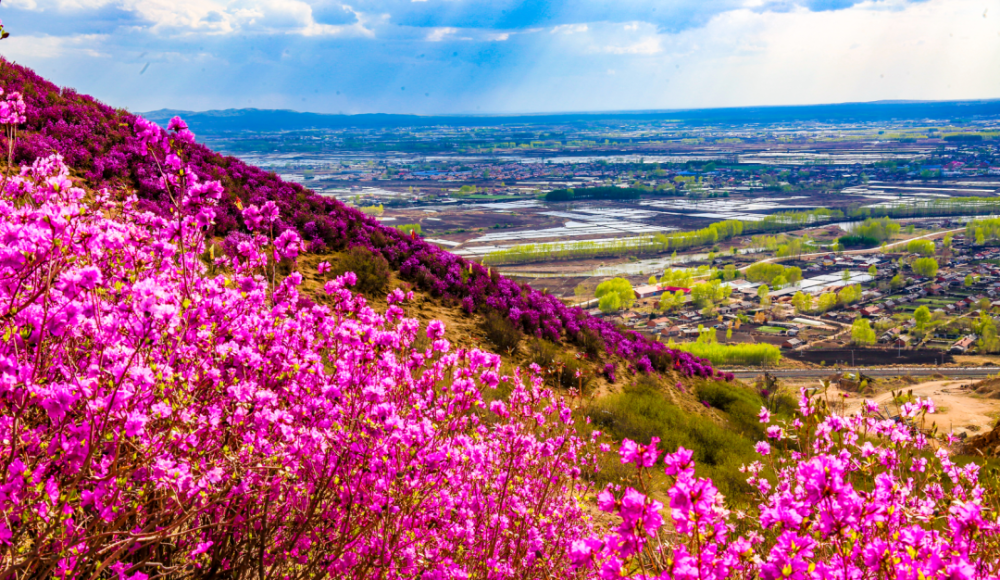 【云赏伊春】初夏藏春意,赏花正当时_腾讯新闻