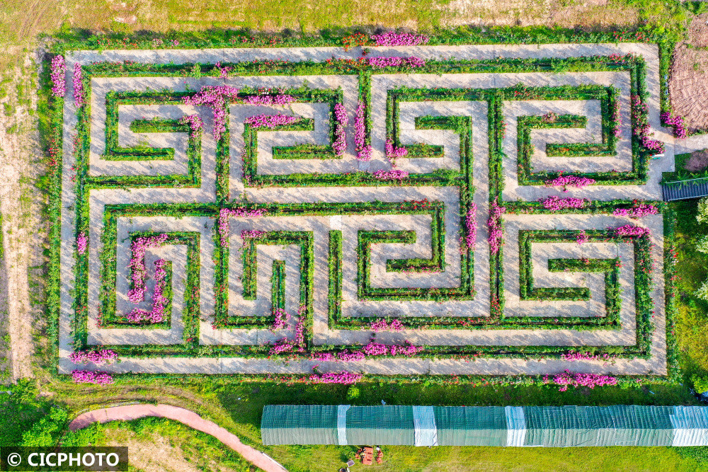 鸟瞰四川省华蓥市禄市镇"百万玫瑰·梦幻花海"生态园玫瑰迷宫