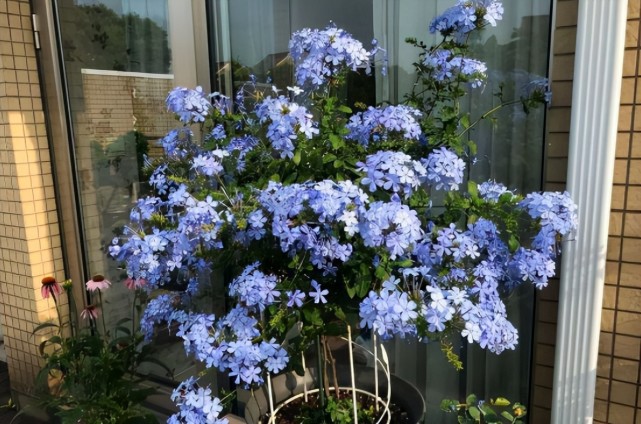 天热 盆栽蓝雪花该当 水牛 养 不然开花和生长能力会下降 水牛 蓝雪花 盆栽