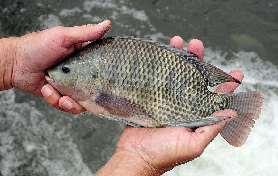 非洲鯽魚侵略中國能在4個月內繁殖出長江已經失守了嗎