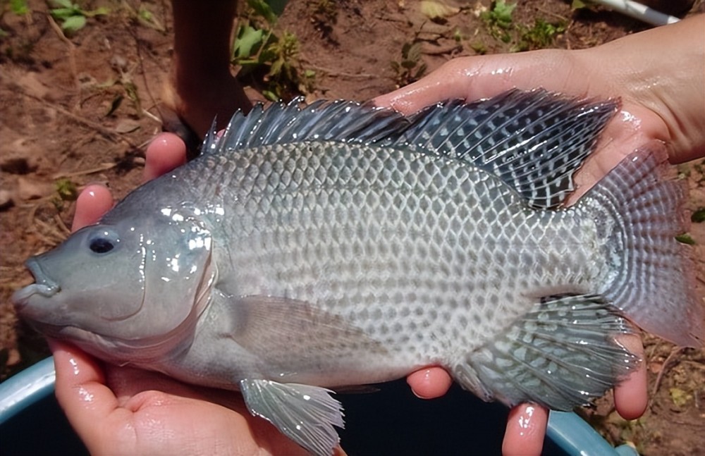 非洲鯽魚侵略中國能在4個月內繁殖出長江已經失守了嗎