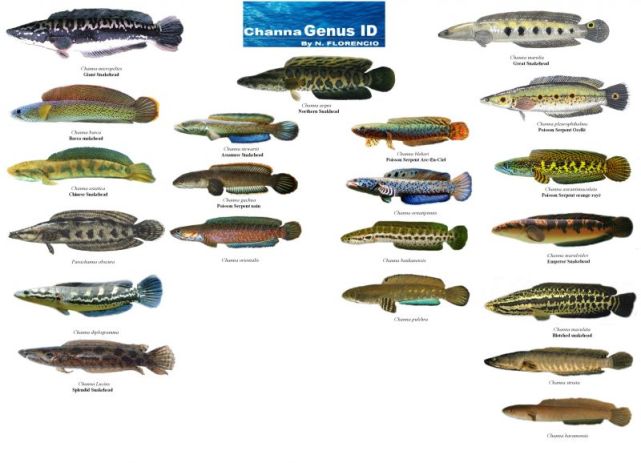 亚洲黑鱼泛滥美国,高达9公斤,下一条"亚洲鲤鱼"?