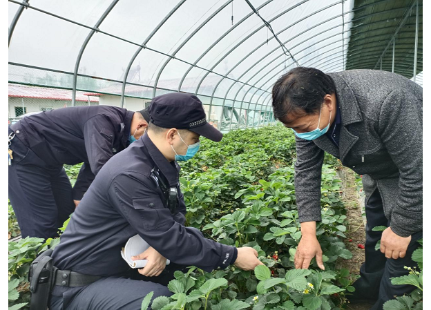 江蘇省鹽城市鹽都區張莊街道,素有草莓之鄉美稱.