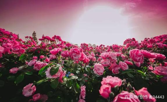 4月29日 主播邀您一起云上赏花 沉醉花花世界 腾讯新闻