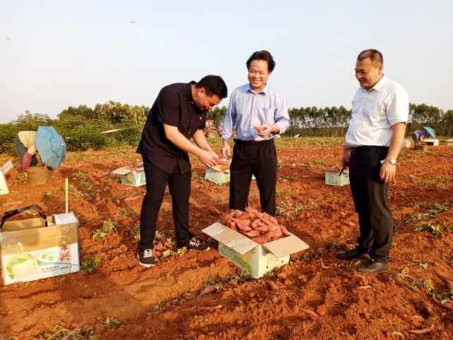 走訪雷州市楊家鎮紅薯種植基地,看到大批農民正在坡地,園區,開挖番薯