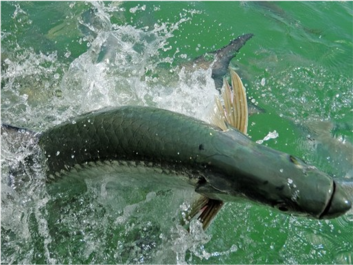 海鲢鱼:长度可达1.2m的海中大鱼,很受垂钓者欢迎