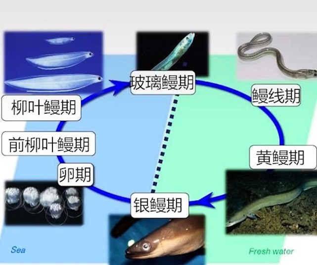 每一个发育期都是生死考验鳗鱼在性成熟后返回海洋繁殖和产卵,仍然