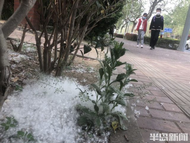 青岛杨絮满天飞