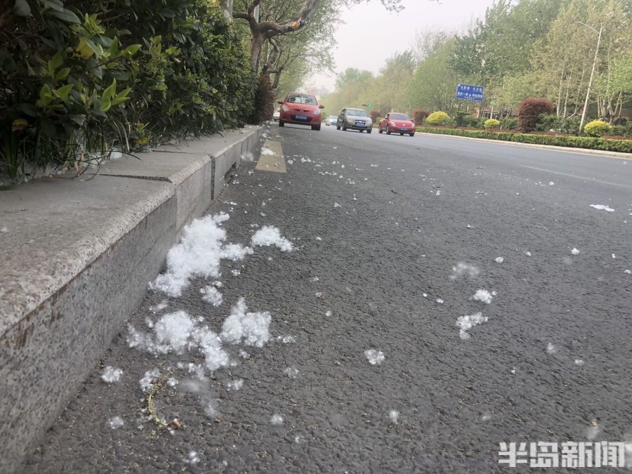 目前属于掉落杨絮满天飞时节,辖区的环卫工人也及时清扫,避免影响对