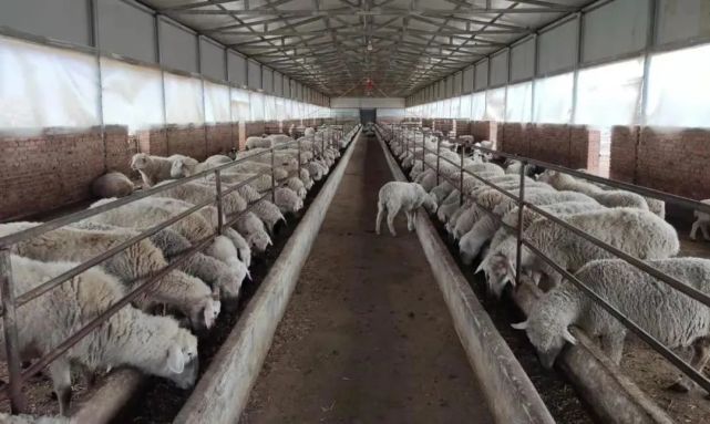据了解,该羊场现存栏量310只,近两年累计出栏220只