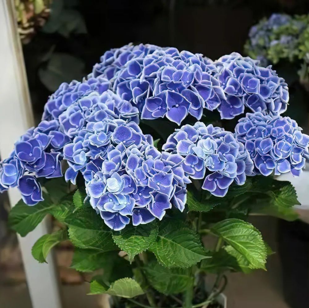 绣球花的品种及名称图片(绣球花全部品种名称图片大全)