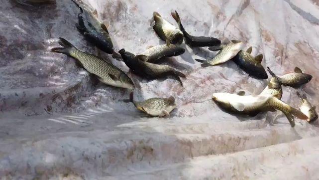 4万多尾土著鱼苗"安家"黑惠江啦