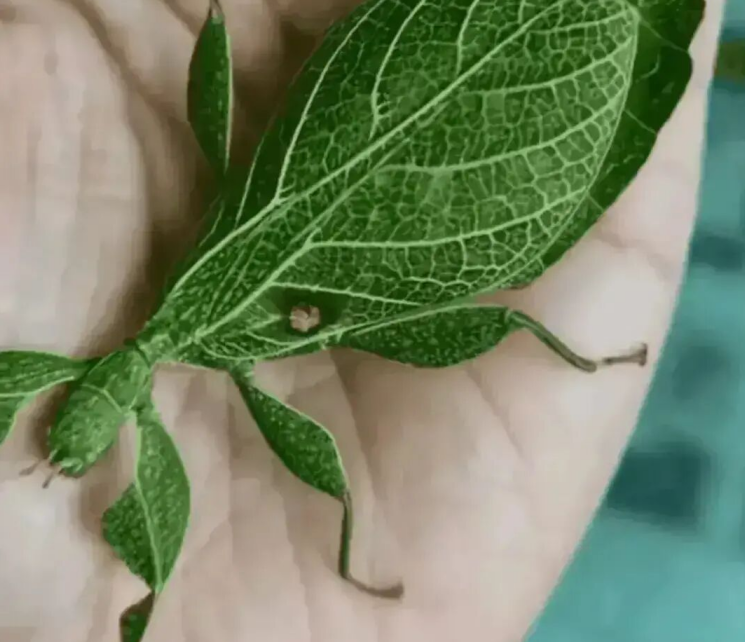 云南女子上山采茶遇罕见绿虫形似树叶堪称大自然顶尖伪装者