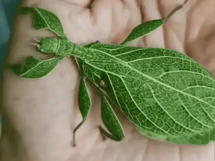 云南女子上山采茶遇罕见绿虫形似树叶堪称大自然顶尖伪装者