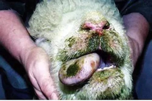 春夏交替之际,这三种羊病一定要小心!_腾讯新闻