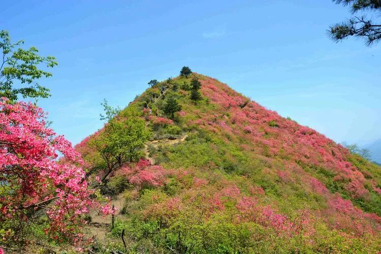 賞花路線:1,金寨縣城—青山鎮—燕子河鎮—長嶺鄉—勝利村撞畈摸雲山2