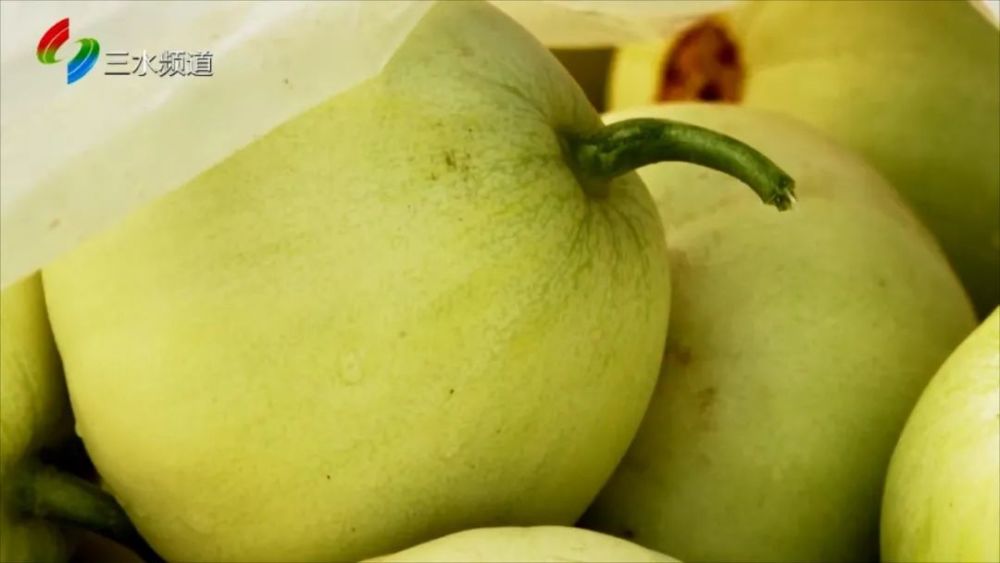 乐平雪梨瓜抢"鲜"上市 皮薄脆甜好抢手_腾讯新闻