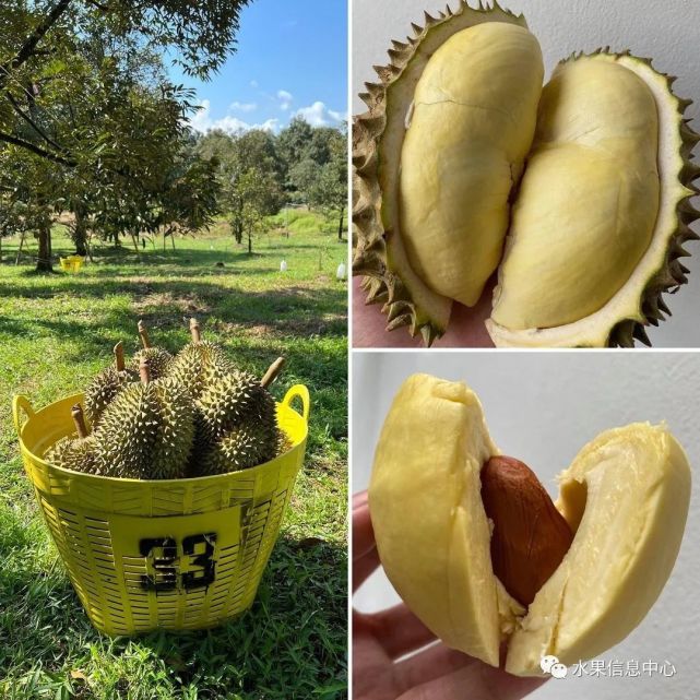 泰国马来西亚越南榴莲深度剖析
