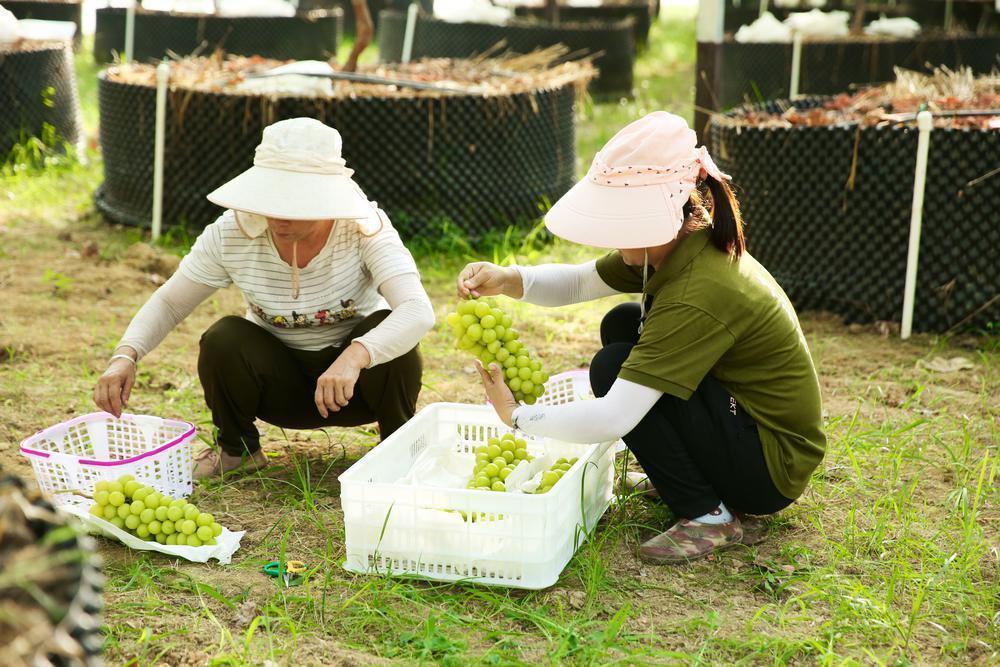 惠州马安生态农庄图片