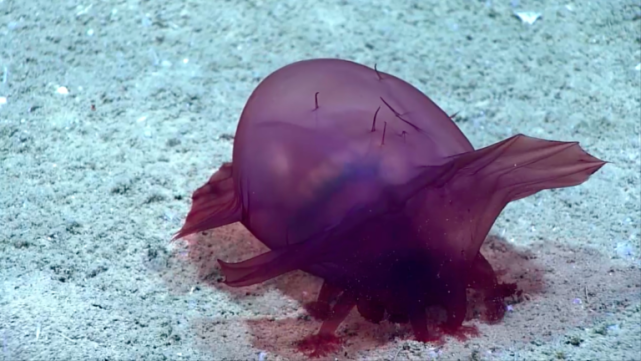 【海气|科普】深海中的梦想家——梦海鼠