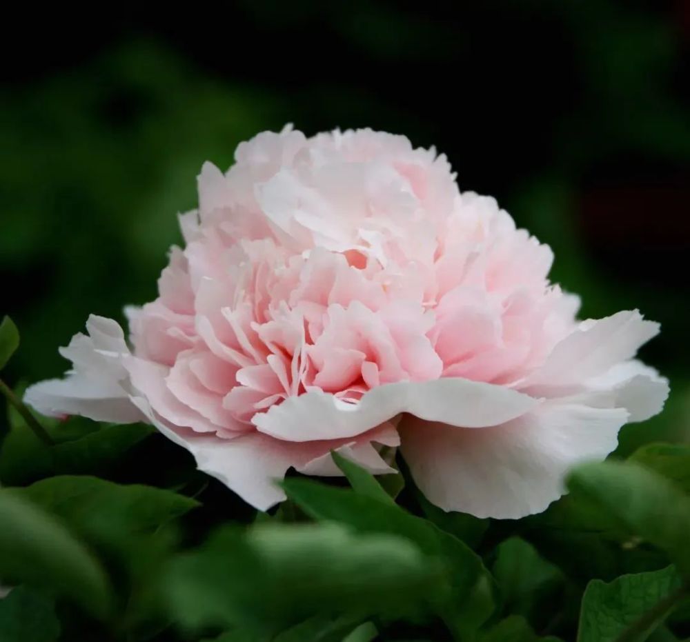 赵粉  高智  摄豆绿,自然因色而得名,又称"绿牡丹",古名"欧家碧",为