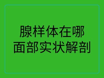 直乐医院陈谷超院长面部实状解剖详解