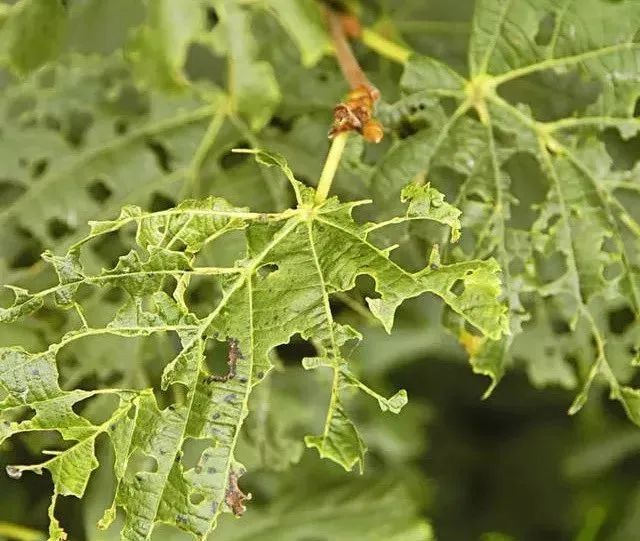 5月蟲害高發期園林植物常見的幾種食葉類害蟲及除蟲方法