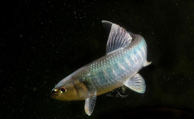 鑫焱带你熟悉路亚的目标鱼