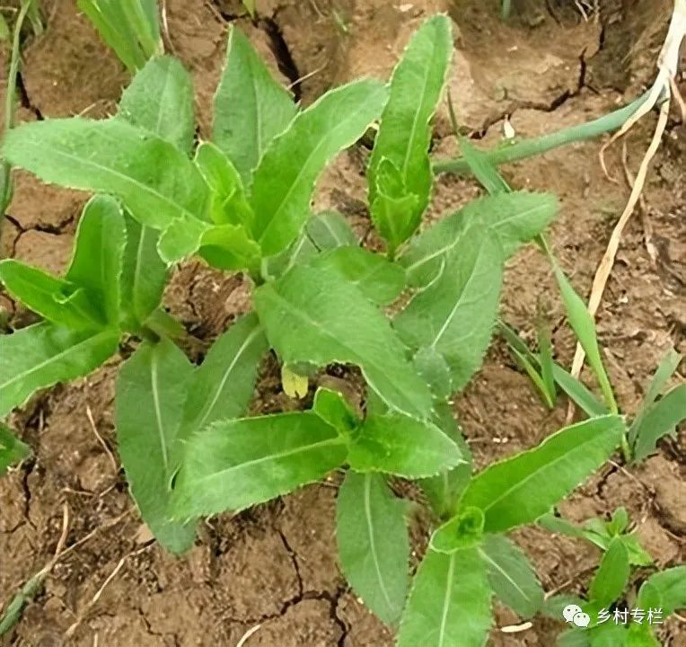 俗稱野菠菜農村的牛都不吃它卻有人當野菜吃有何價值