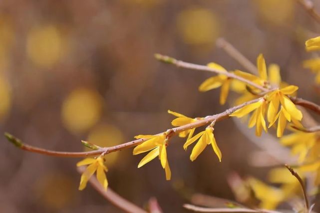 the spring赏新芽为你献上这一幕烂漫春光趁着微风不燥趁着春日正好