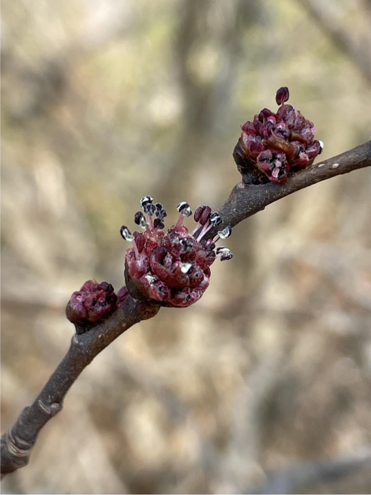 见过榆树花的同学请举手,反正曾吃过榆钱儿的笔者表示第一次看到花.