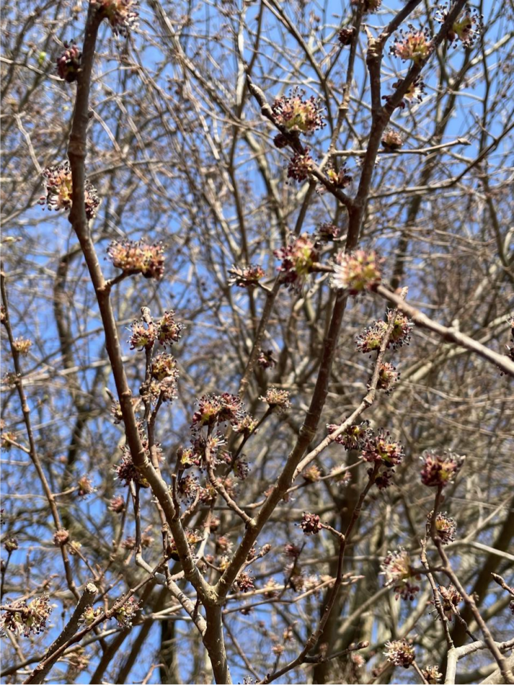 见过榆树花的同学请举手,反正曾吃过榆钱儿的笔者表示第一次看到花.