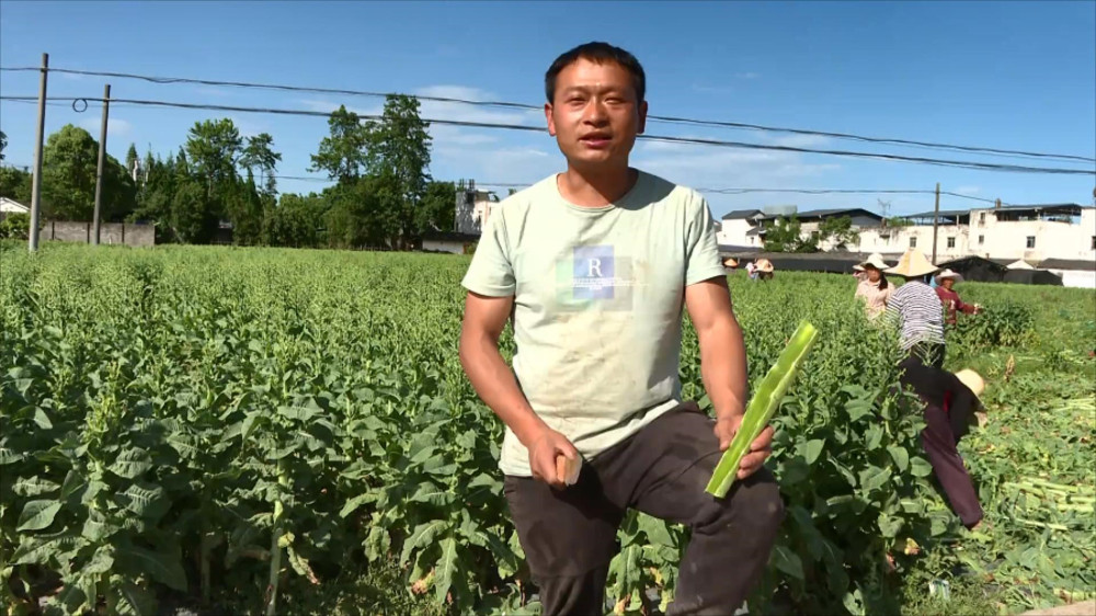800亩莴笋无人收购愁坏了菜农