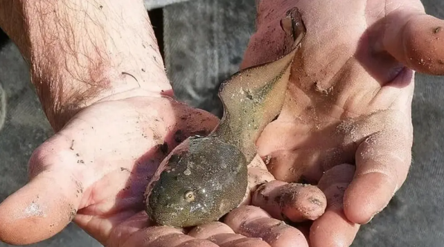 非洲巨蛙长约1米,蝌蚪有鹅蛋那么大,如今被非洲人吃到快灭绝了