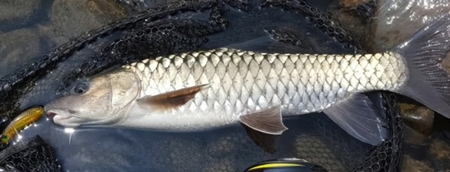 青波鱼很像军鱼养殖潜力大你见过吗