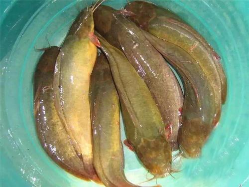 塘角鱼你为什么不给我一条有胡子的鲶鱼呢而胡子鲇(又名胡鲇,鲶鱼和