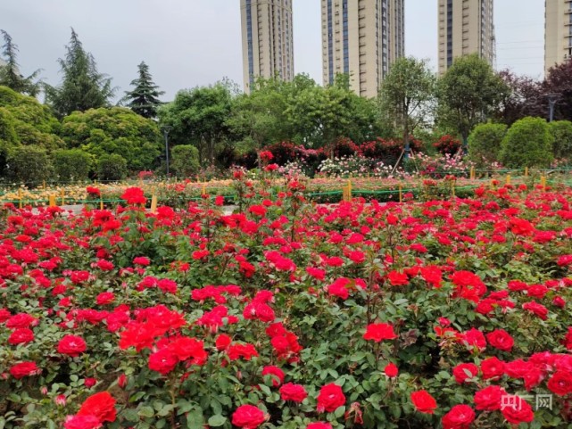 40余万株郑州第二十八届月季花展4月28日开幕