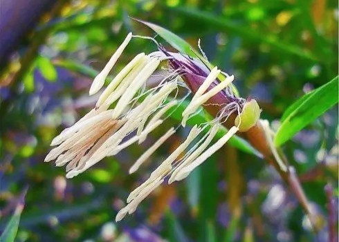 竹子開花代表著什麼?