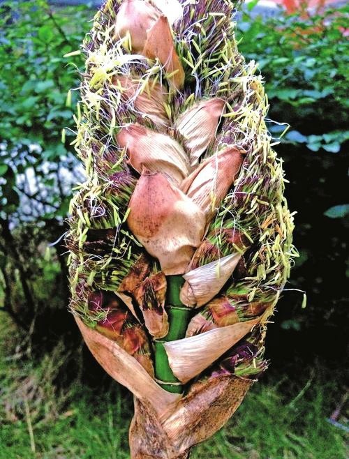 竹子开花代表着什么?