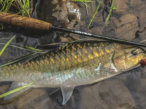 这条鱼的名字叫忘不了价格是1500元斤