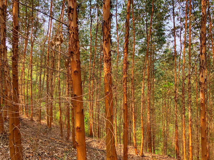 桉樹林木圖片