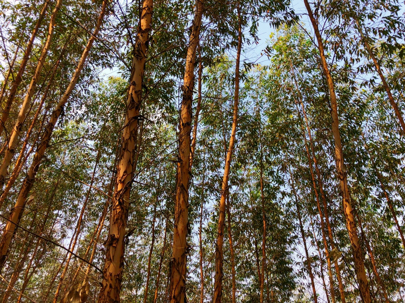 桉树图片(桉树木材价格一般多少钱一吨)