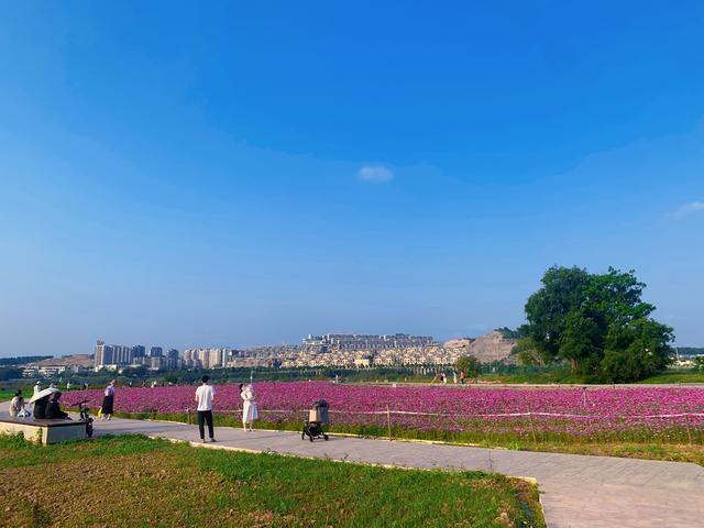 文/ 遊代可近日,在南寧市靈龜山生態公園江堤上,大片格桑花陸續綻放